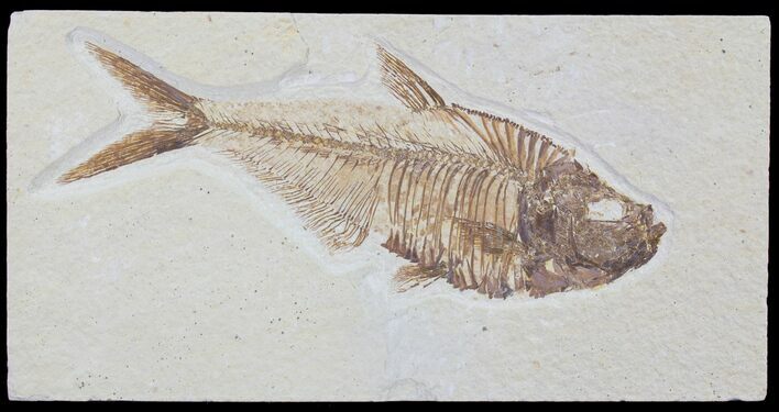 Detailed, Diplomystus Fossil Fish - Wyoming #79057